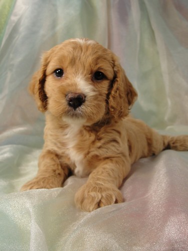 Female Cockapoo Puppy for Sale #15 Born July 5, 2011